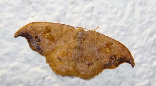 Sabra harpagula